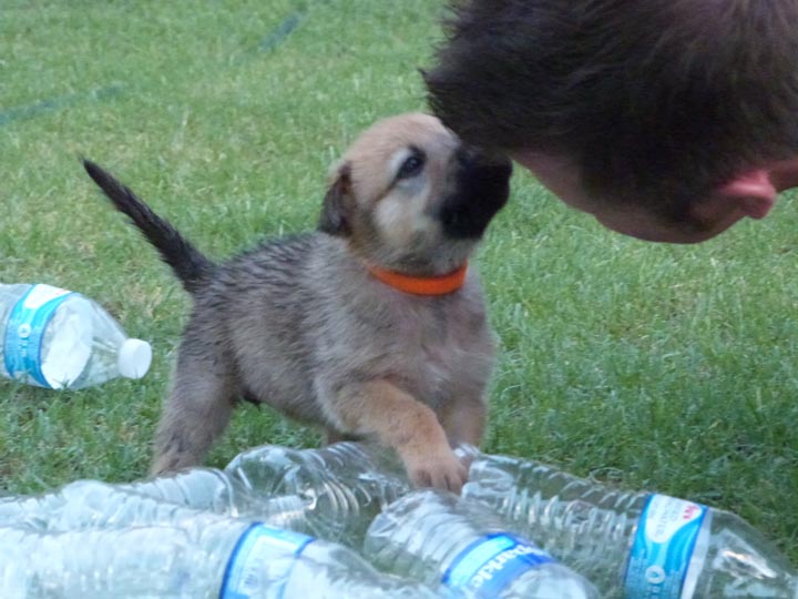 chinook dog